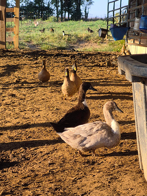 Photo of ducks on a farm