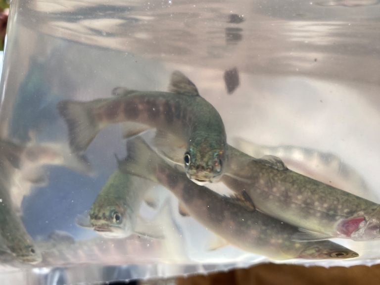 small trout in a plastic bag