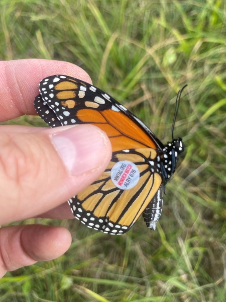 Monarch butterfly with tag in someone's hand